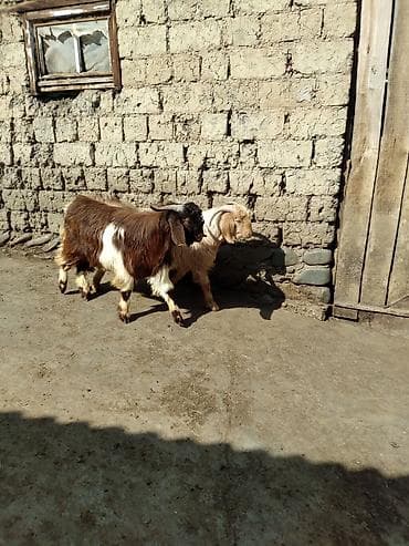 Satışda – 2 baş keçi (erkək). Xüsusiyyətlər: - Cins tipi lalafo.az -da Satışda – 2 baş keçi (erkək). Xüsusiyyətlər: - Cins tipi