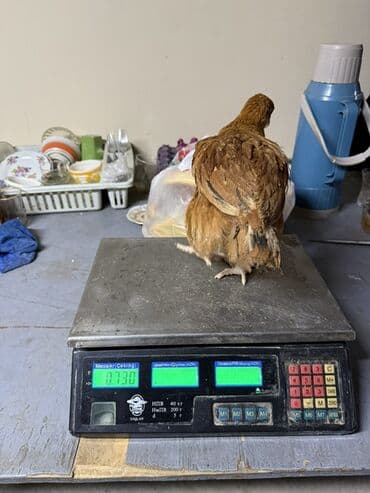 Toyuq cücələri, Ətlik lalafo.az -da Toyuq cücələri, Ətlik