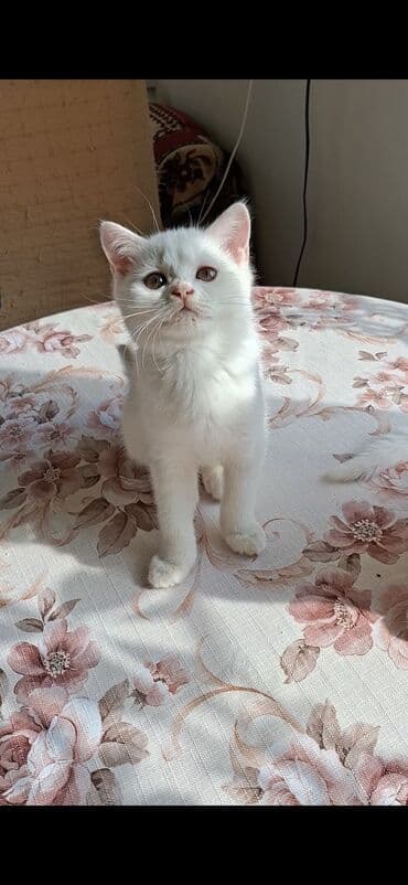 Şotland, Erkək, Dişi, Yaxşı əllərə, Pulsuz çatdırılma, Ödənişli çatdırılma lalafo.az -da Şotland, Erkək, Dişi, Yaxşı əllərə, Pulsuz çatdırılma, Ödənişli çatdırılma