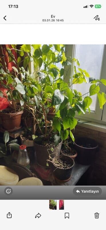 Kitayski Roza 20 m digəri 15 m lalafo.az -da Kitayski Roza 20 m digəri 15 m