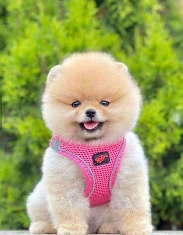 Şpitz, 1 il, Dişi, Peyvəndli, Rayonlara çatdırılma, Pulsuz çatdırılma, Ünvandan götürmə lalafo.az -da Şpitz, 1 il, Dişi, Peyvəndli, Rayonlara çatdırılma, Pulsuz çatdırılma, Ünvandan götürmə