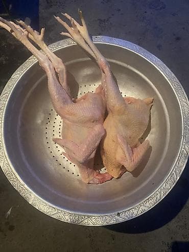 Məhsul: Təmizlənmiş çolpa saqlam heyvanlardi halal yolna kesilir lalafo.az -da Məhsul: Təmizlənmiş çolpa saqlam heyvanlardi halal yolna kesilir