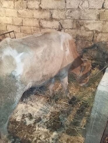 Dişi, il: 4, 250 kq, Damazlıq, Südlük lalafo.az -da Dişi, il: 4, 250 kq, Damazlıq, Südlük