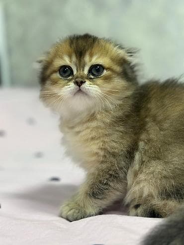 Şotland yastı qulaq lalafo.az -da Şotland yastı qulaq