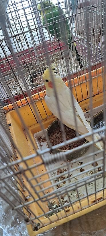 Tam ələ öyrədilmiş quşdu dişləmir ələ gəlir insandan qaçmır.Bakıya və lalafo.az -da Tam ələ öyrədilmiş quşdu dişləmir ələ gəlir insandan qaçmır.Bakıya və