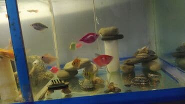 Rəngarəng akvarium balıqları və dekorativ akvarium Məhsul təsviri: - lalafo.az -da Rəngarəng akvarium balıqları və dekorativ akvarium Məhsul təsviri: -