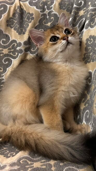 Qızıl şinşilla, Erkək, Yaxşı əllərə, Ünvandan götürmə, Ödənişli çatdırılma lalafo.az -da Qızıl şinşilla, Erkək, Yaxşı əllərə, Ünvandan götürmə, Ödənişli çatdırılma