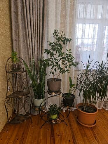 Xamisi bir yerdə satilir təcili!!! güldanlar əl işi lalafo.az -da Xamisi bir yerdə satilir təcili!!! güldanlar əl işi