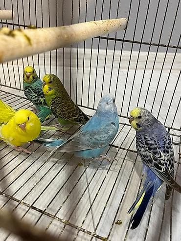 Volnist balalar 10 denedi 4 erkey 6 disi Coxu rainbow qanidi lalafo.az -da Volnist balalar 10 denedi 4 erkey 6 disi Coxu rainbow qanidi