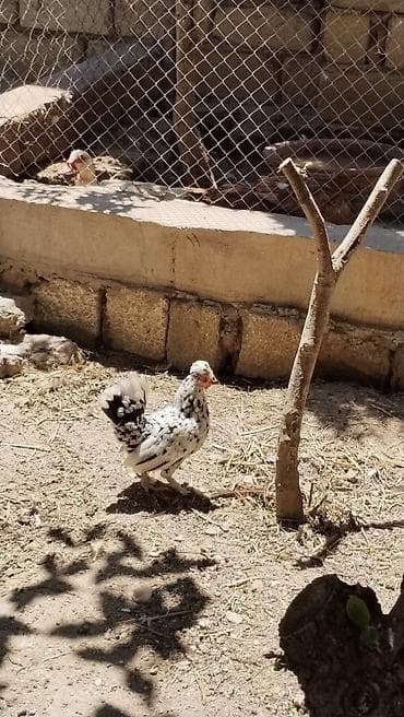 Toyuq, Damazlıq, Ödənişli çatdırılma lalafo.az -da Toyuq, Damazlıq, Ödənişli çatdırılma