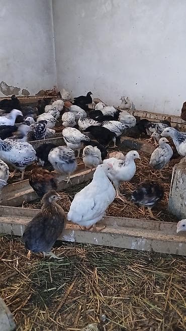Toyuq, Damazlıq, Ünvandan götürmə lalafo.az -da Toyuq, Damazlıq, Ünvandan götürmə