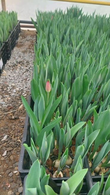 Bitki dərmanları: Məhsul: Lalə gülləri və lalə soğanlarından istixana yetişdirilməsi lalafo.az -da — 3 Bitki dərmanları: Məhsul: Lalə gülləri və lalə soğanlarından istixana yetişdirilməsi — 3