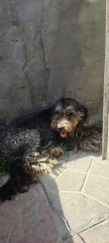 Qiymet razılaşma yolu ilə lalafo.az -da Qiymet razılaşma yolu ilə