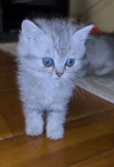 Şinşilla lalafo.az -da Şinşilla