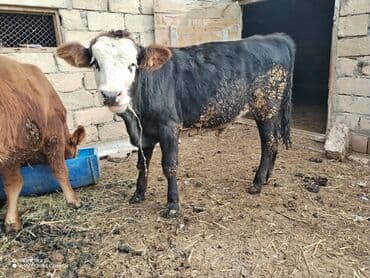 4 Erkey bir dişi dana tam sağlam boş yerə narahat etmeyin Qaradağ lalafo.az -da 4 Erkey bir dişi dana tam sağlam boş yerə narahat etmeyin Qaradağ