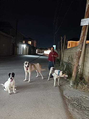 Alabay, 2 il, Erkek, Cütləşmə üçün lalafo.az -da Alabay, 2 il, Erkek, Cütləşmə üçün