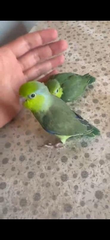 Forpus papuqayı balaları satılır tam yemə düşüb 2 erkəy bir dişidi lalafo.az -da Forpus papuqayı balaları satılır tam yemə düşüb 2 erkəy bir dişidi