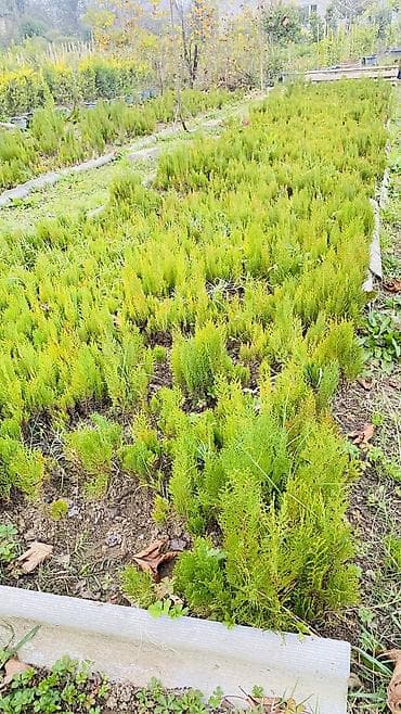 Kamsparis yolkası çox münasib qiymətə sifariş üçün əlaqə saxlaya lalafo.az -da Kamsparis yolkası çox münasib qiymətə sifariş üçün əlaqə saxlaya