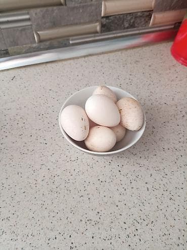 Hindusqa yumurtasi bir ededi 1,50qepik - Ağ rəngli, nöqtəli qabıqlı lalafo.az -da Hindusqa yumurtasi bir ededi 1,50qepik - Ağ rəngli, nöqtəli qabıqlı