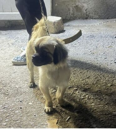 Şpitz, 11 ay, Erkek, Peyvəndli, Ödənişli çatdırılma lalafo.az -da Şpitz, 11 ay, Erkek, Peyvəndli, Ödənişli çatdırılma