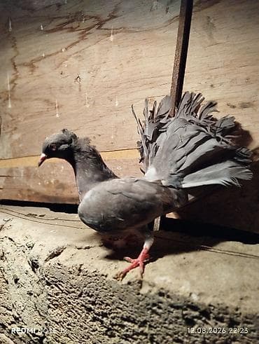 BARTER sade ucan qusla basa bas deyisdirilir
unvan zabrat 1 lalafo.az -da BARTER sade ucan qusla basa bas deyisdirilir
unvan zabrat 1