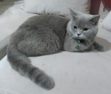 Boz rəngli, qısa tüklü ev pişiyi - Zərif, vahid boz rəngli, qalın və lalafo.az -da Boz rəngli, qısa tüklü ev pişiyi - Zərif, vahid boz rəngli, qalın və