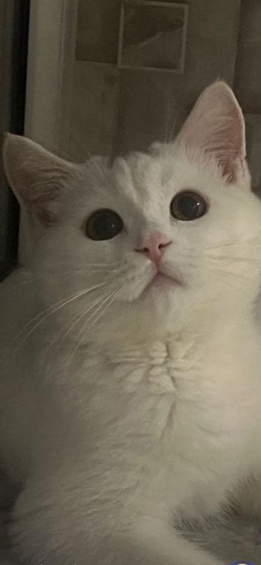 Scottish cins erkek normalda bilen bilir daha baha olur bu pisiyler lalafo.az -da Scottish cins erkek normalda bilen bilir daha baha olur bu pisiyler