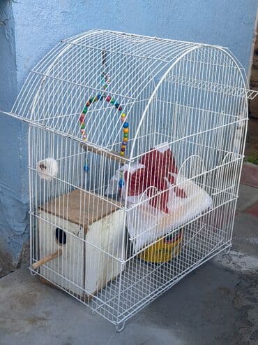 Ev üçün ofis üçün çox uyğun seçimdir Əlavə olaraq yem qabı quşun lalafo.az -da Ev üçün ofis üçün çox uyğun seçimdir Əlavə olaraq yem qabı quşun