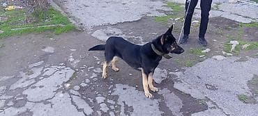 Şəxsi mühafizə və xidmət üçün it - Cinsəoxşar görünüş: iri ölçülü lalafo.az -da Şəxsi mühafizə və xidmət üçün it - Cinsəoxşar görünüş: iri ölçülü