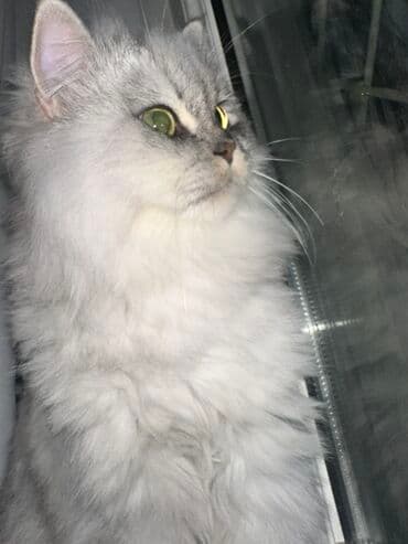 Şinşilla, Yaxşı əllərə lalafo.az -da Şinşilla, Yaxşı əllərə