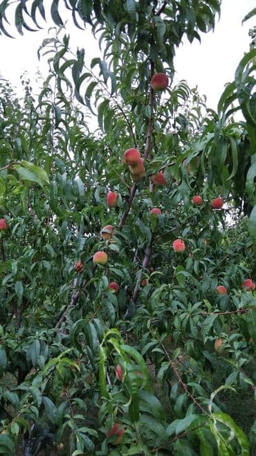 Гаражи: 90 соток, Собственник, Купчая at lalafo.az — 8 Гаражи: 90 соток, Собственник, Купчая — 8