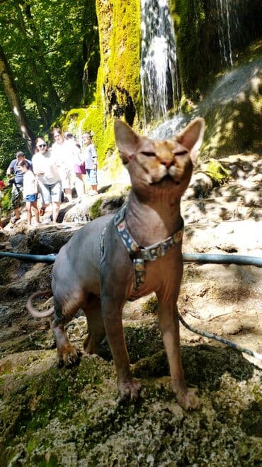 Sfinks, Erkək, Dişi lalafo.az -da Sfinks, Erkək, Dişi