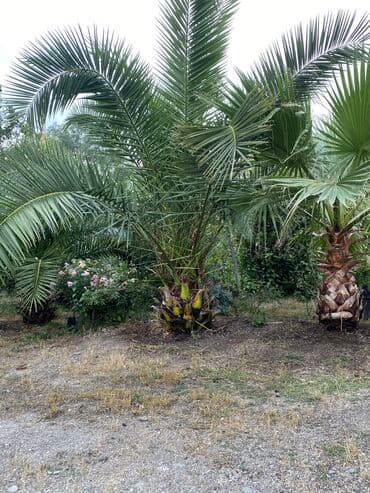 Vaşinqdon Palma və xurma ağacı. 3-4-5 ilin ağaclarıdır. Qiymətləri lalafo.az -da Vaşinqdon Palma və xurma ağacı. 3-4-5 ilin ağaclarıdır. Qiymətləri