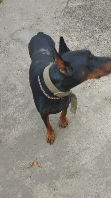 Doberman lalafo.az -da Doberman