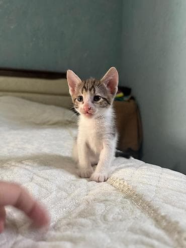 Tabbi, Yaxşı əllərə, Pulsuz çatdırılma lalafo.az -da Tabbi, Yaxşı əllərə, Pulsuz çatdırılma