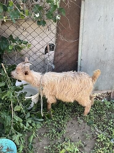 Çəpiş 2 aylığ real alıcıya cuzi endirim ederem erkeydir lalafo.az -da Çəpiş 2 aylığ real alıcıya cuzi endirim ederem erkeydir