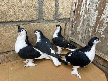 1 cüt Ata ana Delfinər və 2 dənə bala Satlır lalafo.az -da 1 cüt Ata ana Delfinər və 2 dənə bala Satlır