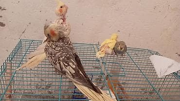 Növlər: Nimfa (Cockatiel) və dalmatian naxışlı mutasiyalar, eləcə də lalafo.az -da Növlər: Nimfa (Cockatiel) və dalmatian naxışlı mutasiyalar, eləcə də