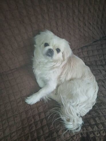 Pekines, 8 ay, Dişi, Ünvandan götürmə lalafo.az -da Pekines, 8 ay, Dişi, Ünvandan götürmə