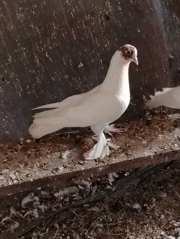 Satilir 15manat ikiside erkeydi qizgin erkekdiler tek tek 15manat real lalafo.az -da Satilir 15manat ikiside erkeydi qizgin erkekdiler tek tek 15manat real