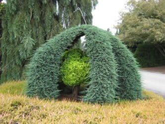 Удобрения: Thuja toxumları, sərv, Arizona sərv, mavi thuja, qərb thuja və şərq at lalafo.az — 24 Удобрения: Thuja toxumları, sərv, Arizona sərv, mavi thuja, qərb thuja və şərq — 24