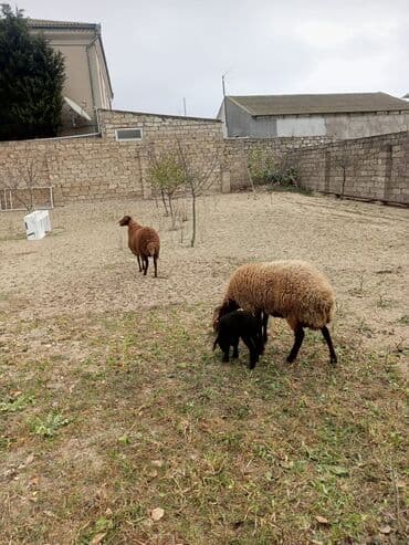 1 Dişi, 2 bala, balalar 2 side Dişidi lalafo.az -da — 2 1 Dişi, 2 bala, balalar 2 side Dişidi — 2