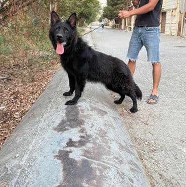 Alman çoban iti, 8 ay, Dişi, Peyvəndli, Ünvandan götürmə lalafo.az -da Alman çoban iti, 8 ay, Dişi, Peyvəndli, Ünvandan götürmə