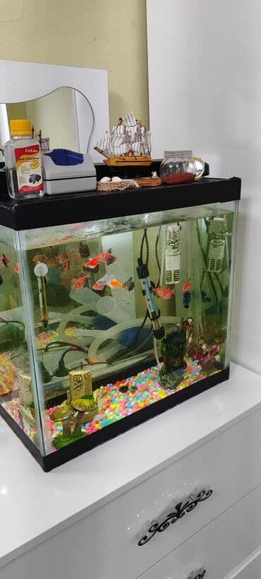 Dördbucaq akvarium, Balıqlarla birlikdə, 60 l, Ödənişli çatdırılma lalafo.az -da Dördbucaq akvarium, Balıqlarla birlikdə, 60 l, Ödənişli çatdırılma