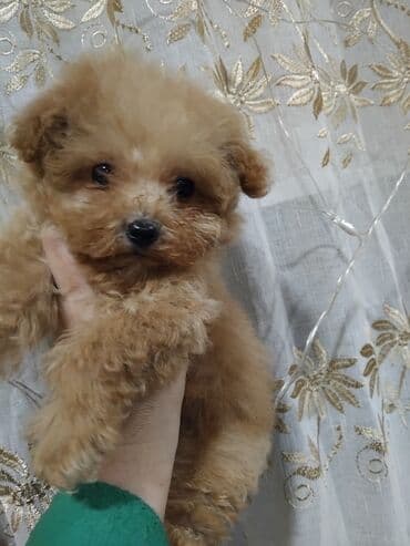 Щенки мальтипу .2 мальчика мини . мама мальтипу папа пудель 3 месяца lalafo.az -da Щенки мальтипу .2 мальчика мини . мама мальтипу папа пудель 3 месяца