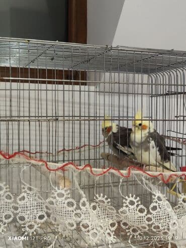 Nymph parakitləri (Cockatiel) – cüt - Rəng: ağ-boz bədən, sarı baş və lalafo.az -da Nymph parakitləri (Cockatiel) – cüt - Rəng: ağ-boz bədən, sarı baş və