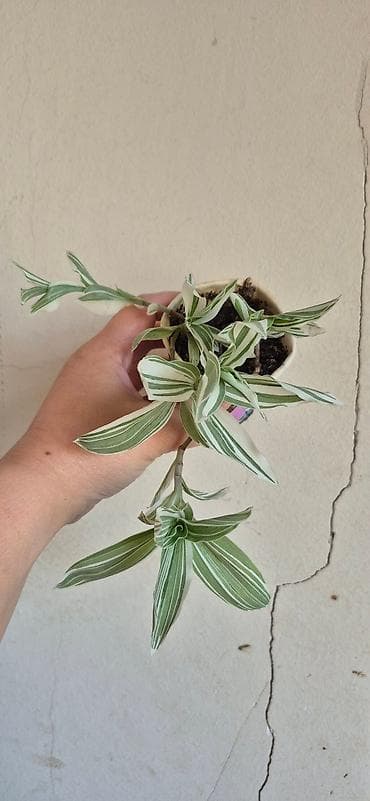 Tradescantia Nanouk (variegat) – asma/baca üçün dekorativ ev bitkisi lalafo.az -da — 2 Tradescantia Nanouk (variegat) – asma/baca üçün dekorativ ev bitkisi — 2