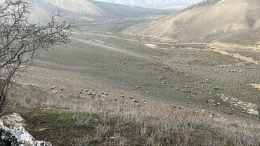 Kənd təsərrüfatı lalafo.az -da Kənd təsərrüfatı