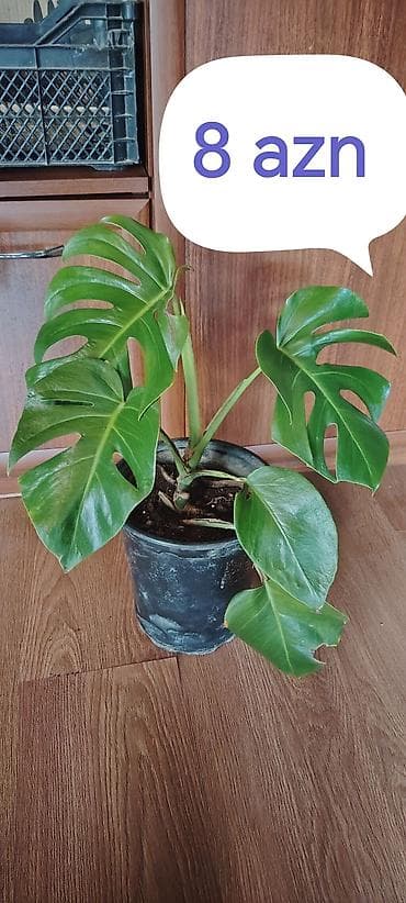 Monstera deliciosa (şveytsariya pendiri bitkisi) – dekorativ otaq at lalafo.az Monstera deliciosa (şveytsariya pendiri bitkisi) – dekorativ otaq