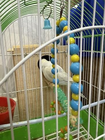 Məhsul: Dalmatian və mavi/narıncı çalarlı dalğalı tutuquşu cütü və lalafo.az -da Məhsul: Dalmatian və mavi/narıncı çalarlı dalğalı tutuquşu cütü və